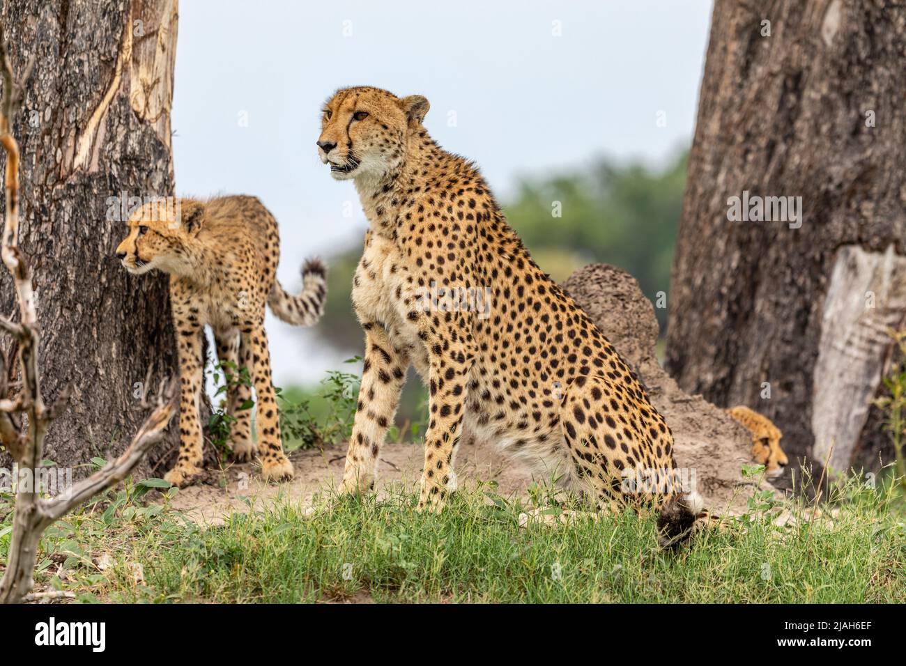 Cheetah dans la prairie du delta d'Okavango Banque D'Images