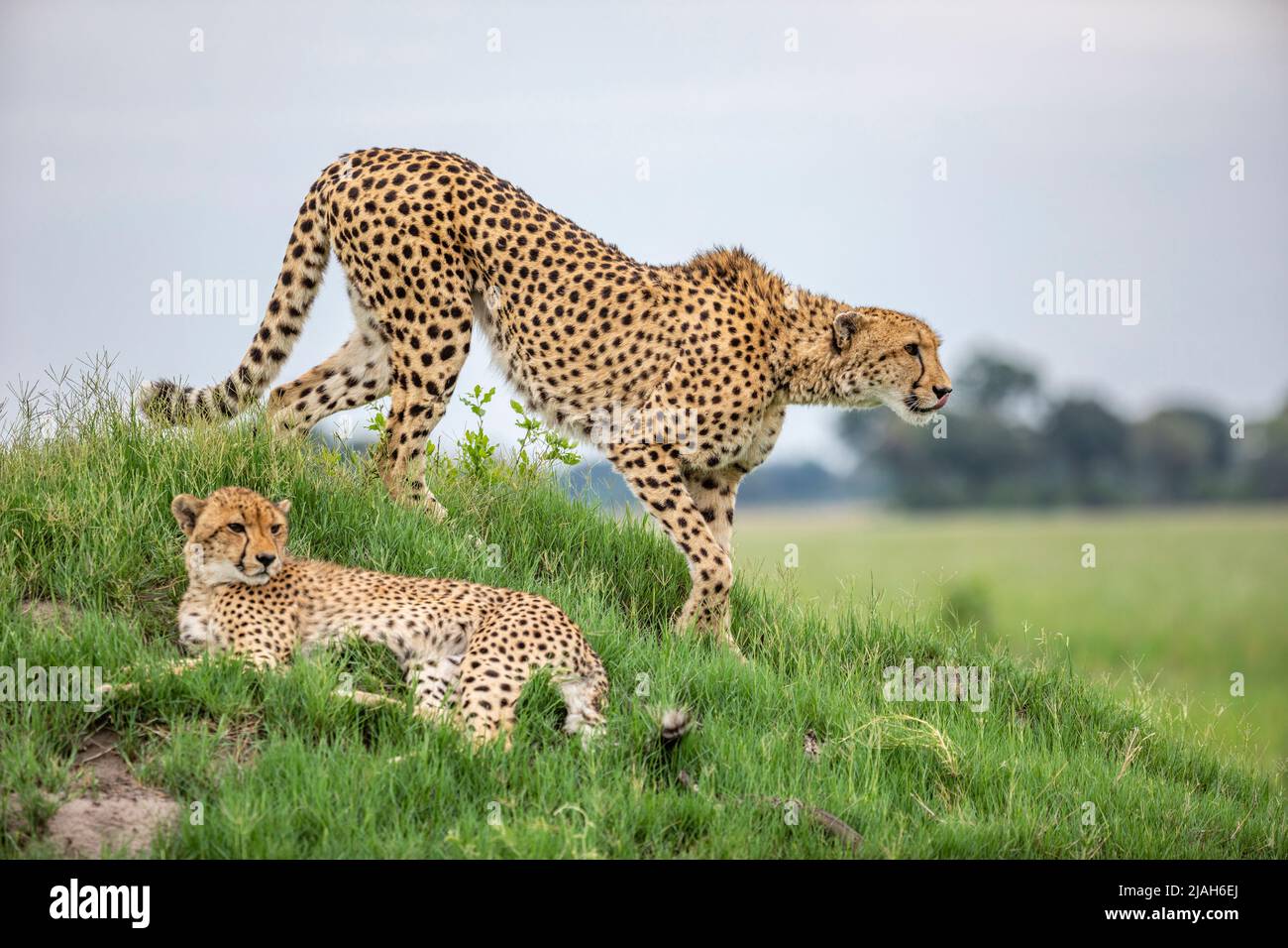 Cheetah dans la prairie du delta d'Okavango Banque D'Images