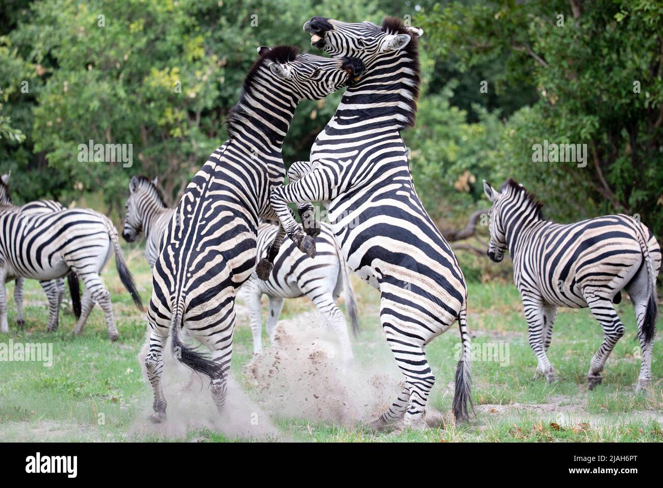 Les étalons zébrés de Burchell se battent dans la prairie du delta de l'Okavango Banque D'Images