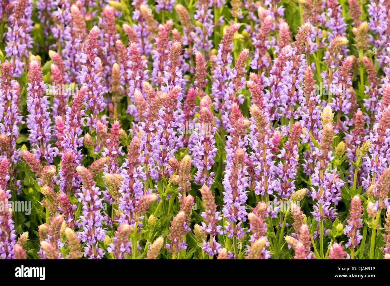 Salvia nemorosa, Salvia 'bleu glacier de luth', Spring, Salvias, Meadow Sage, Purple, Sauge, jardin Banque D'Images