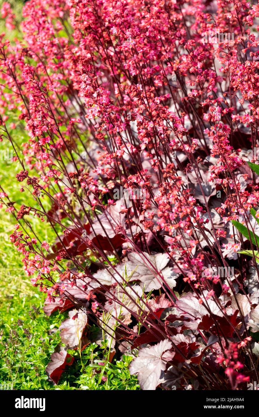 Feuilles rouges Heuchera 'Milan' Heuchera frontière en croissance jardin pourpre fleurs bordant le lit plantes vivace plante Hardy floraison Heucheras feuillage mai Banque D'Images
