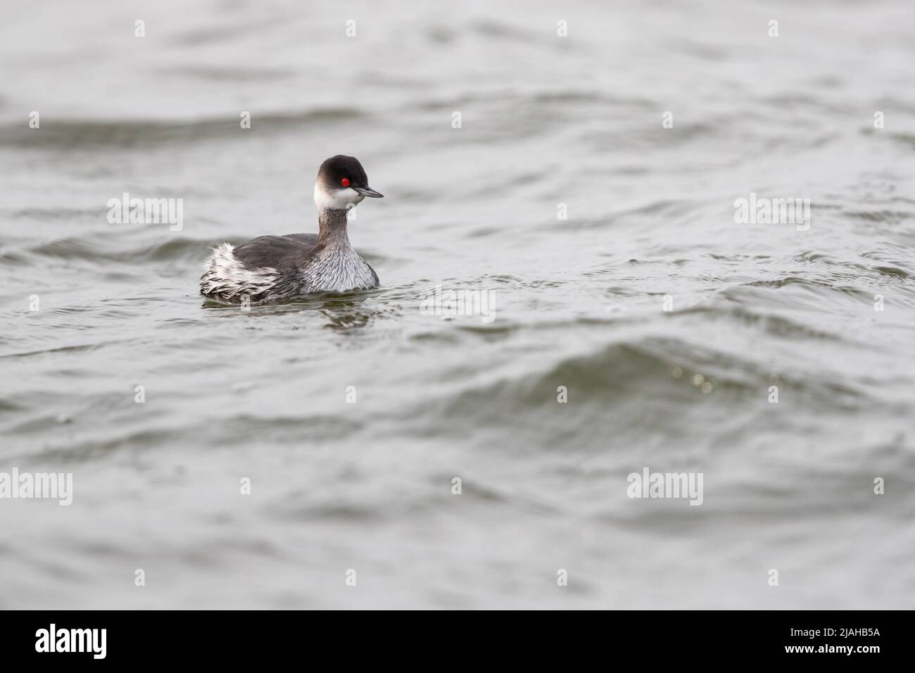 Un Grebe à col noir en plumage d'hiver Banque D'Images