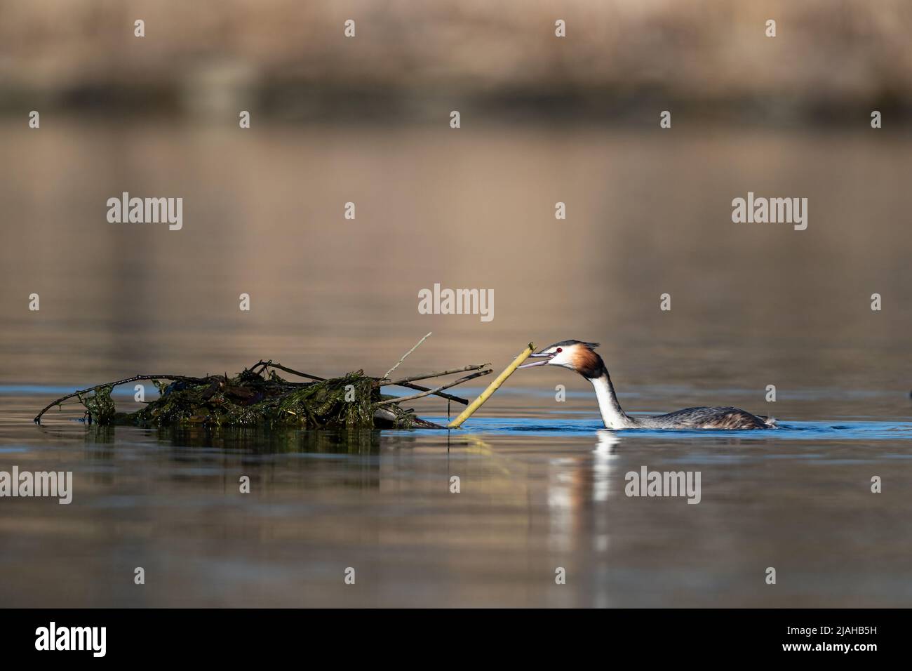 Great Crested Grebe est la construction du nid Banque D'Images