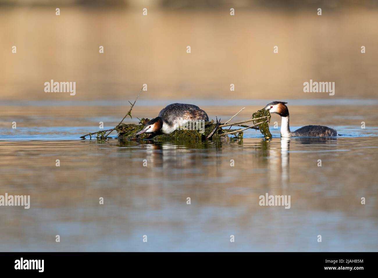 Great Crested Grebe est la construction du nid Banque D'Images