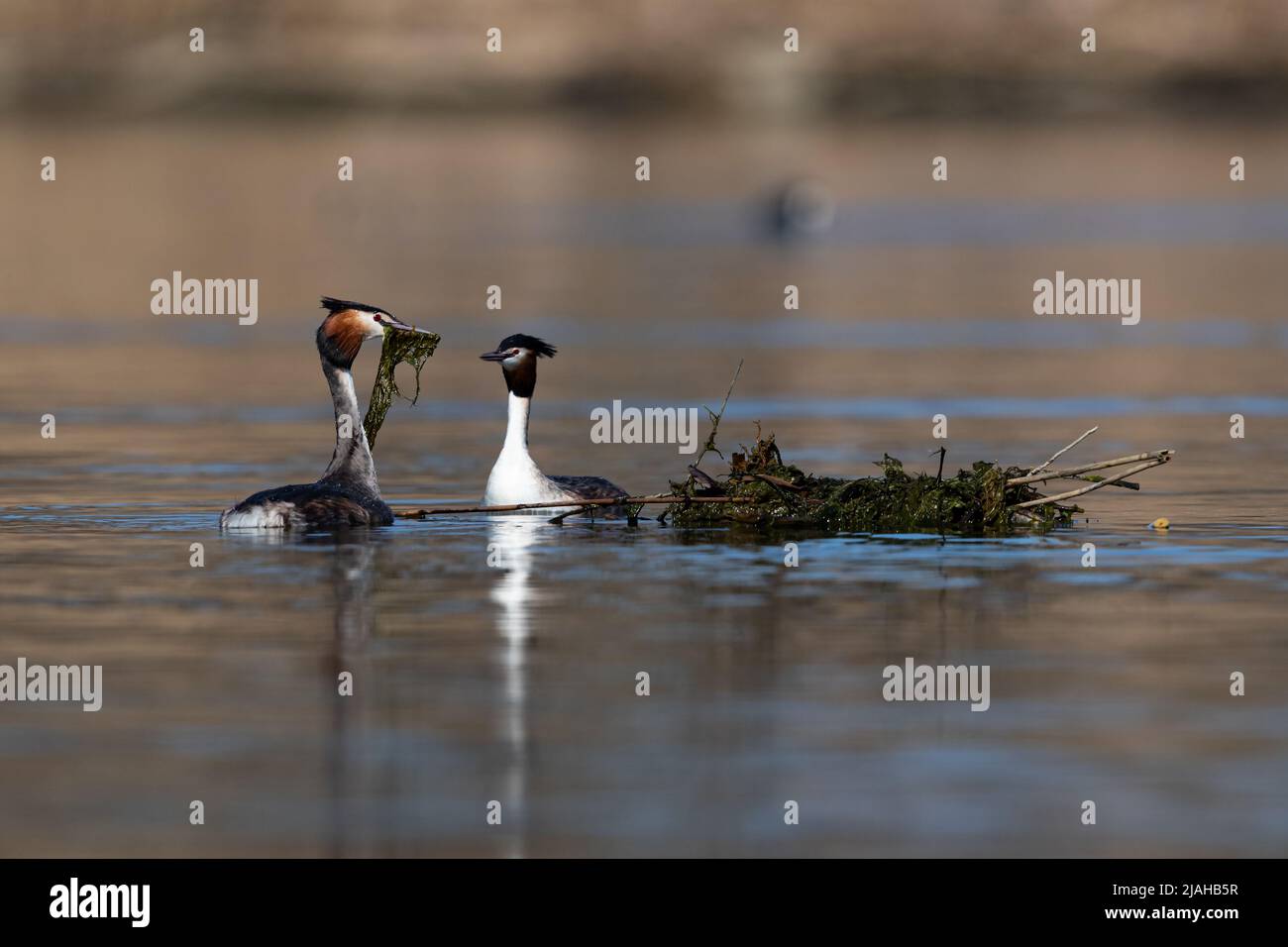 Great Crested Grebe est la construction du nid Banque D'Images