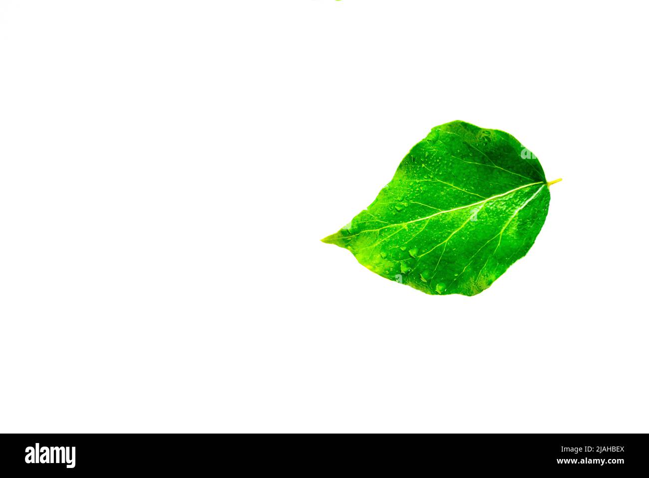 Feuille verte isolée horizontale avec gouttes d'eau sur fond blanc, avec masque Banque D'Images