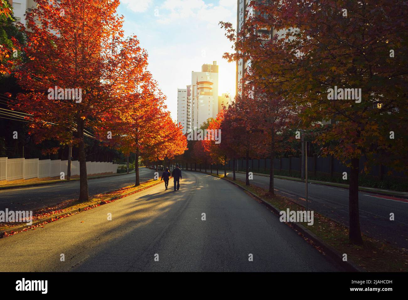 Rue avec arbres d'automne à l'aube dans la ville de Curitiba, Brésil. Banque D'Images