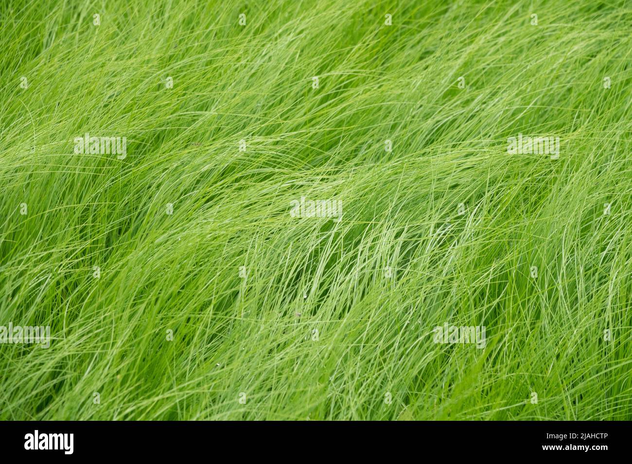 Herbe à Plumes Ornementale 4x Stipa Tenuifolia 'Ponytails' - - Graminées Rustiques - Pot ⌀13cm - 20-25cm Herbe Décorative Mouvement