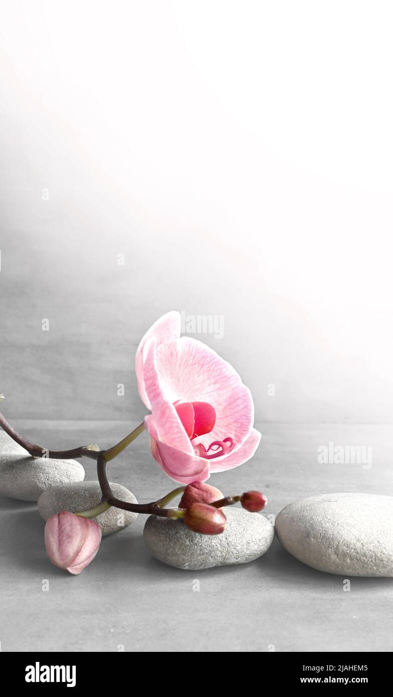 Composition avec pierres spa, fleur rose orchidée sur fond gris. Concept spa. Banque D'Images