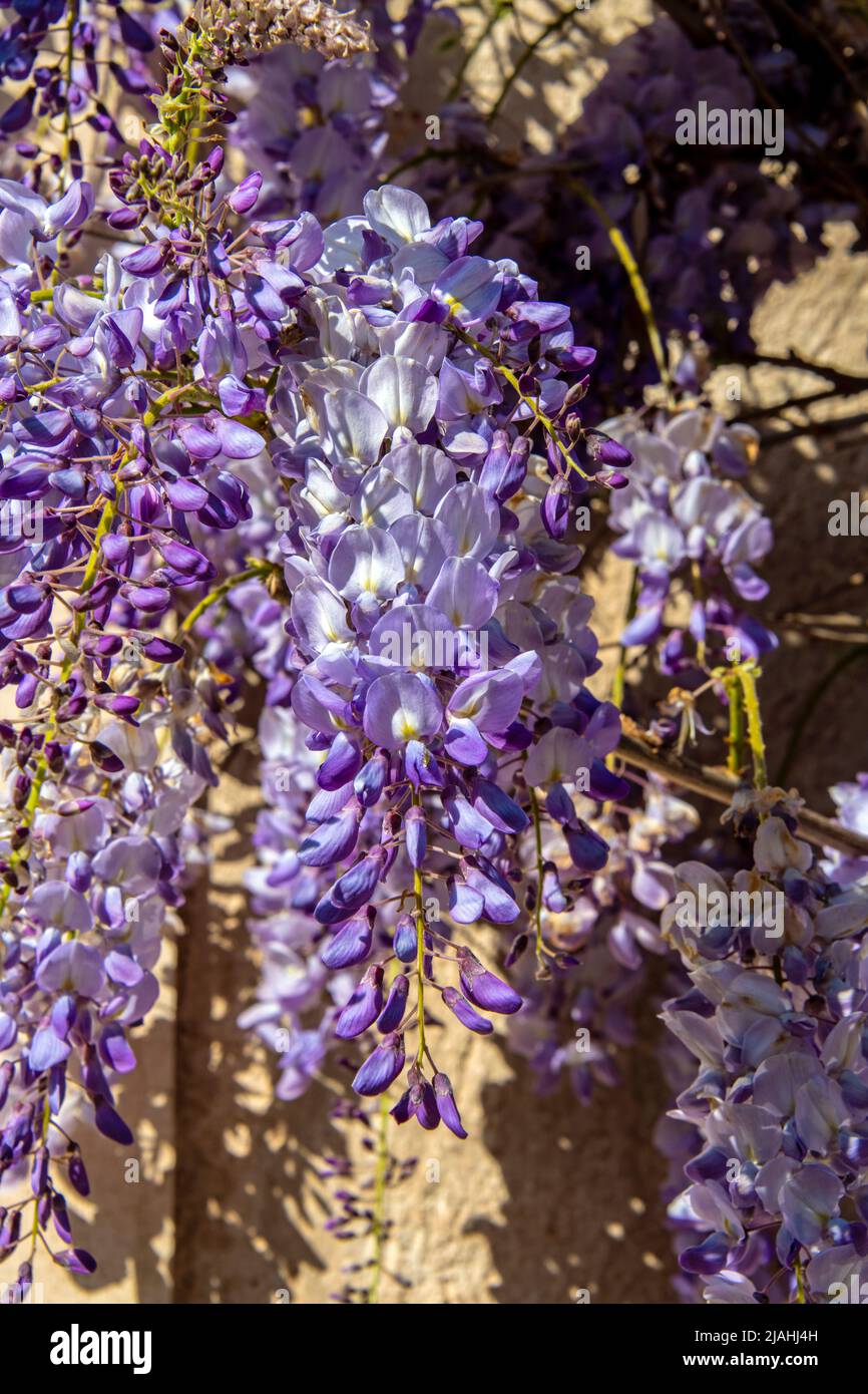Gros plan de fleurs violettes d'une wisteria japonaise au printemps Banque D'Images
