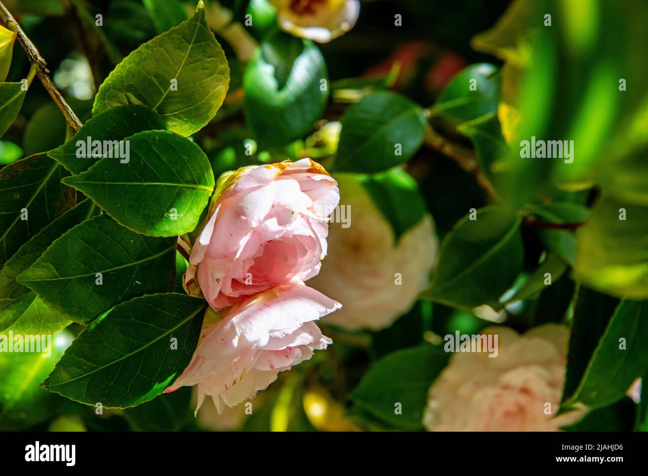Belle fleur de couleur rosa entre les feuilles vertes Banque D'Images