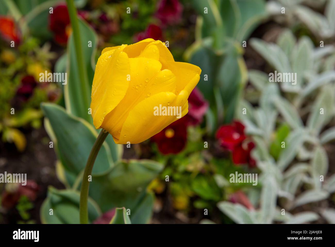 Gros plan d'une tulipe jaune avec des gouttes de pluie sur un arrière-plan de différentes couleurs Banque D'Images