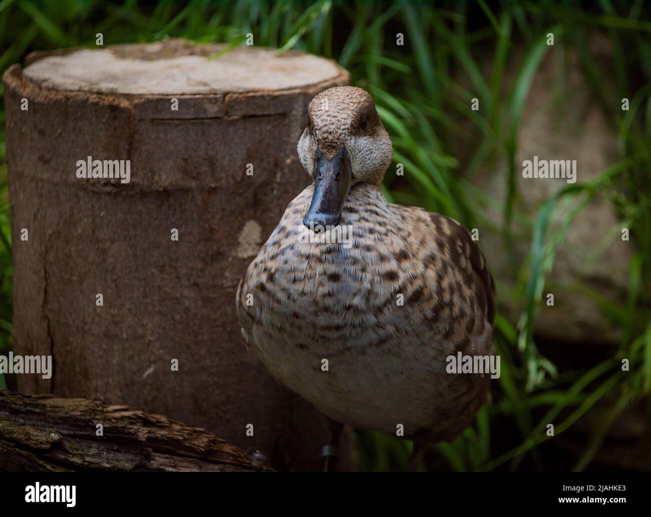 Canard blanc et gris sur l'herbe verte au printemps soleil venteux jour frais Banque D'Images