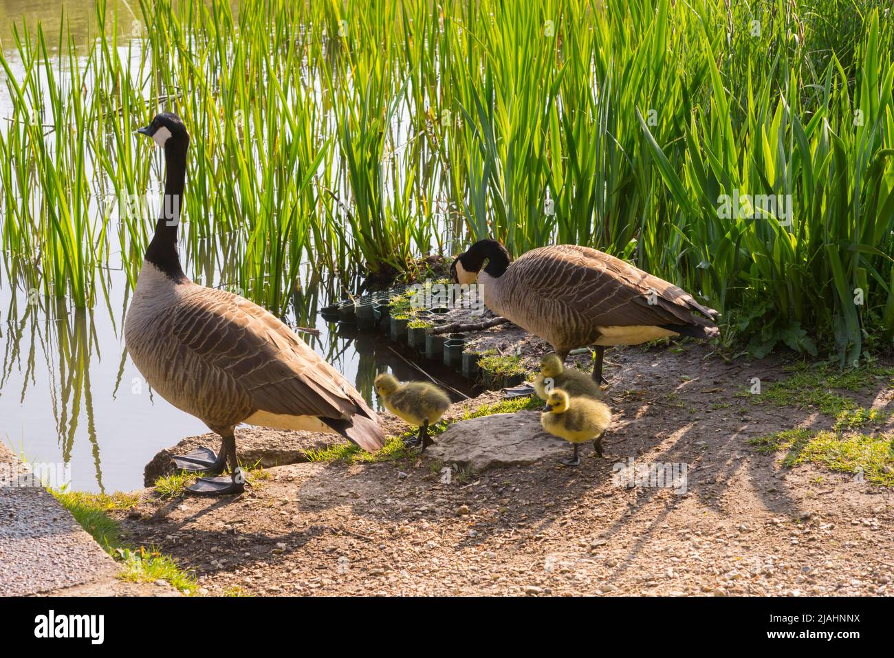 Une famille de bernaches du Canada (Branta canadensis), deux adultes et trois oisons, sur Southampton Common Banque D'Images