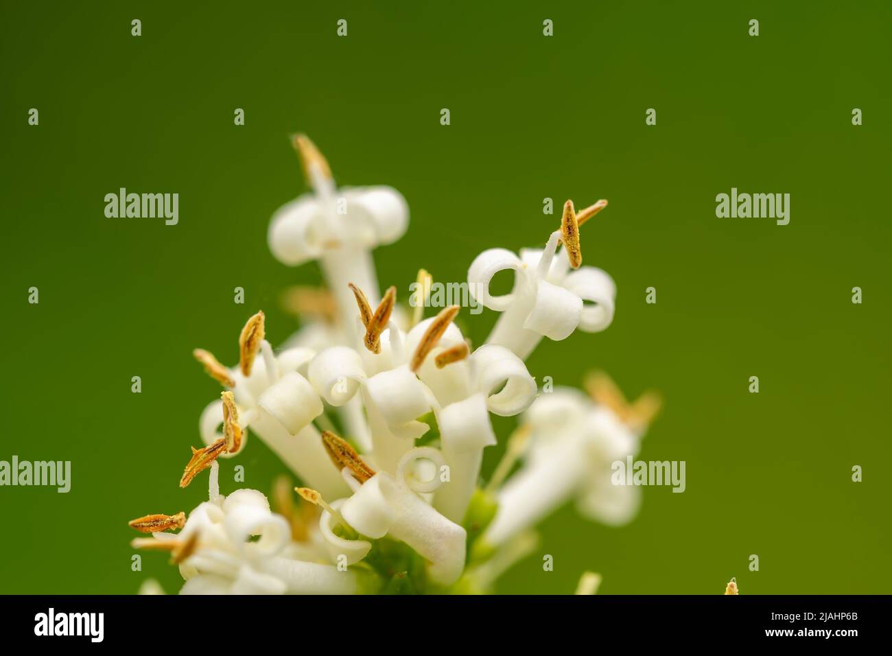 Macro détail des fleurs d'un spécimen de Ligustrum dans le jardin isolé sur le vert Banque D'Images