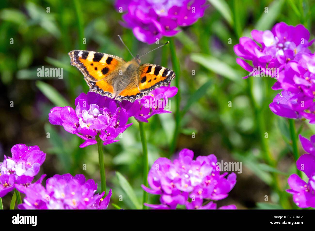 Petit Tortoiseshell papillon, alimentation, on, Iberis sempervirens 'absolument Amethyst', papillon, fleur, Aglais urticaire Iberis sempervirens Banque D'Images