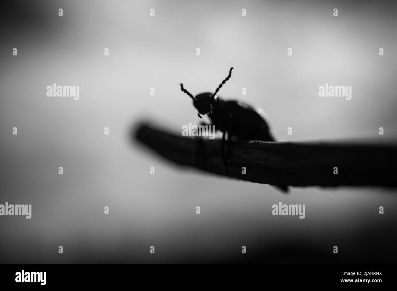 Une photo macro artistique en noir et blanc d'un coléoptère ressemblant à un démon sombre de cauchemars. De longues cornes terrifiantes. Banque D'Images