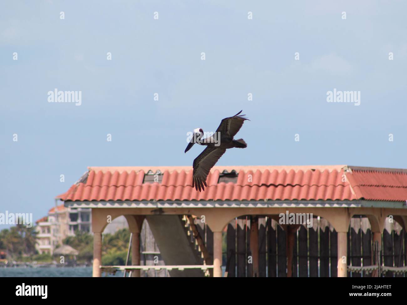 Pélican brun (Pelecanus occidentalis) volant au-dessus de la mer bleue des Caraïbes à la recherche de poissons avec des bâtiments tropicaux en arrière-plan Banque D'Images