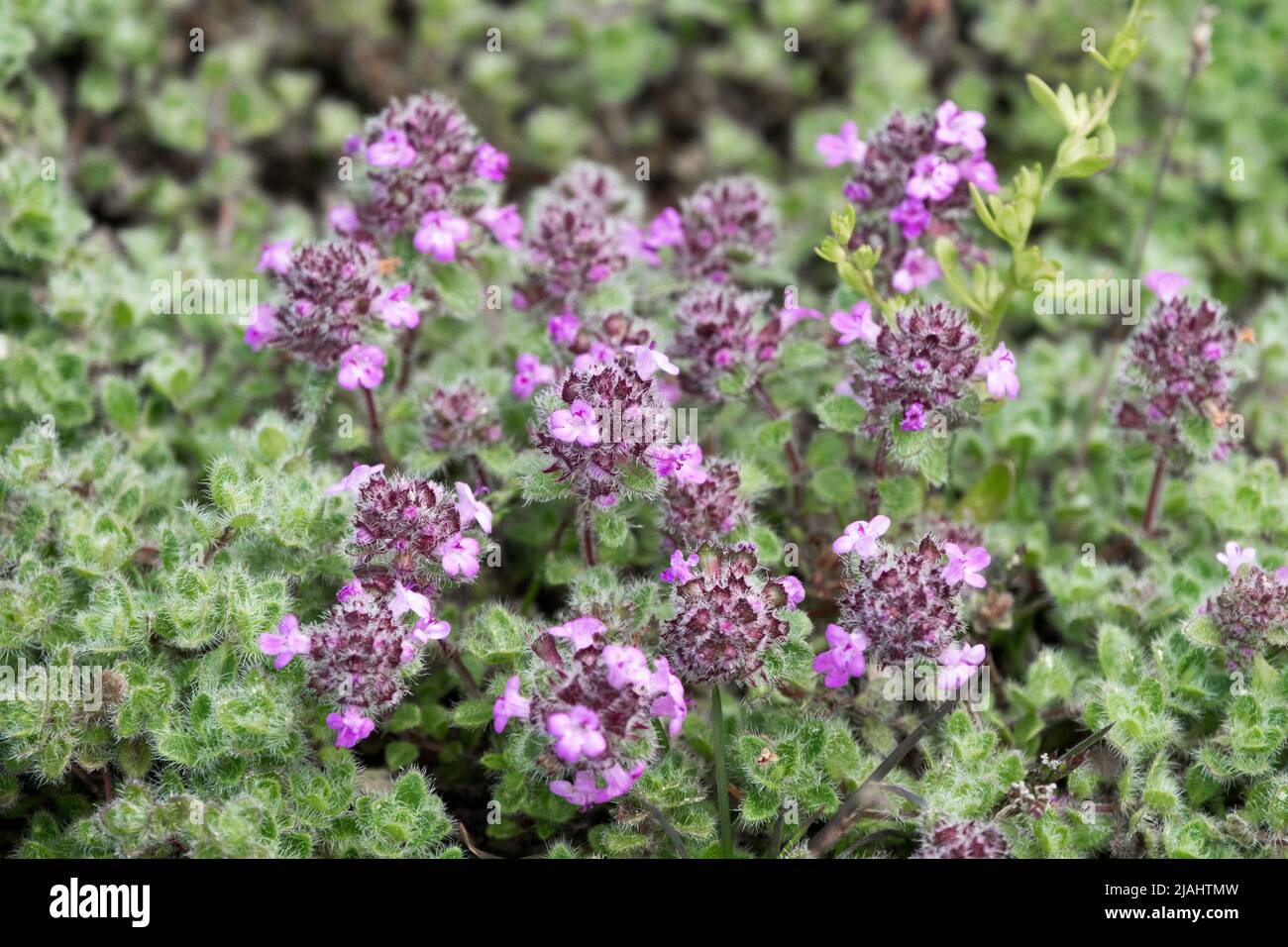 Thym rose Thymus arcticus, Thymus drucei, Thymus praecox, Thymus pseudolanuginosus, Thyme rampant, Thym laineux Banque D'Images