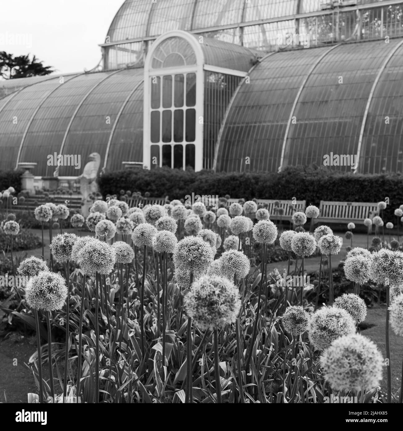 Richmond, Grand Londres, Angleterre, 18 mai 2022: Jardins botaniques royaux Kew. Fleurs au printemps avec le Palm House derrière. Monochrome. Banque D'Images