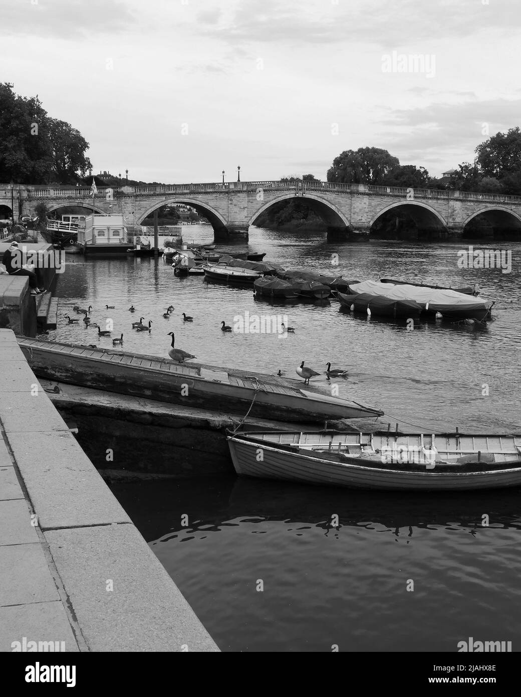Richmond, Grand Londres, Angleterre, 18 mai 2022 : les oies autour des bateaux amarrés sur la Tamise. Banque D'Images