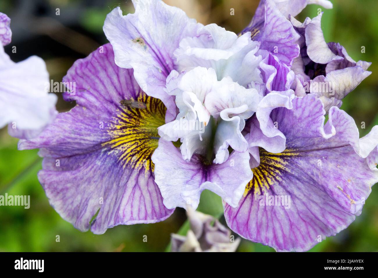 Iris sibirica 'impression', tête d'iris sibérienne, fleur d'iris sibirica Banque D'Images