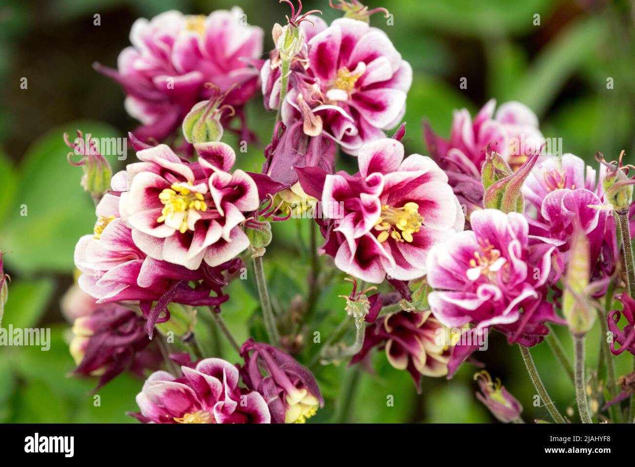 European columbine, Aquilegia vulgaris 'Winky rouge et blanc', Common columbine Banque D'Images