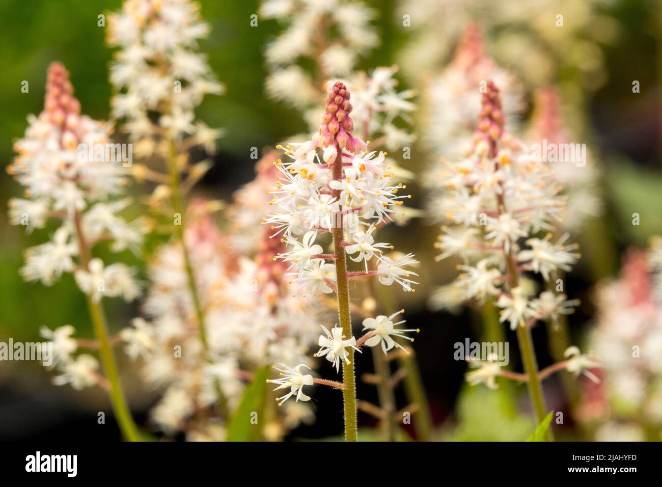 Fleur en mousse, Tiarella 'Sugar and Spice', jardin, blanc, fleurs Banque D'Images