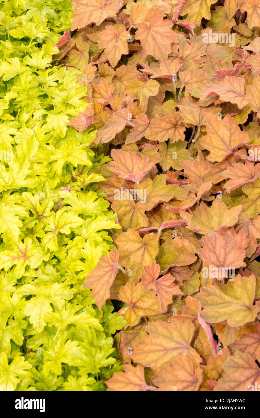 Heucherellas, feuilles, bordure, jardin, bordure, Contraste, plantes Banque D'Images