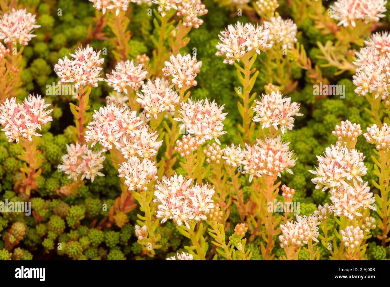 Sedum lydium, fleurs, gros plan Banque D'Images