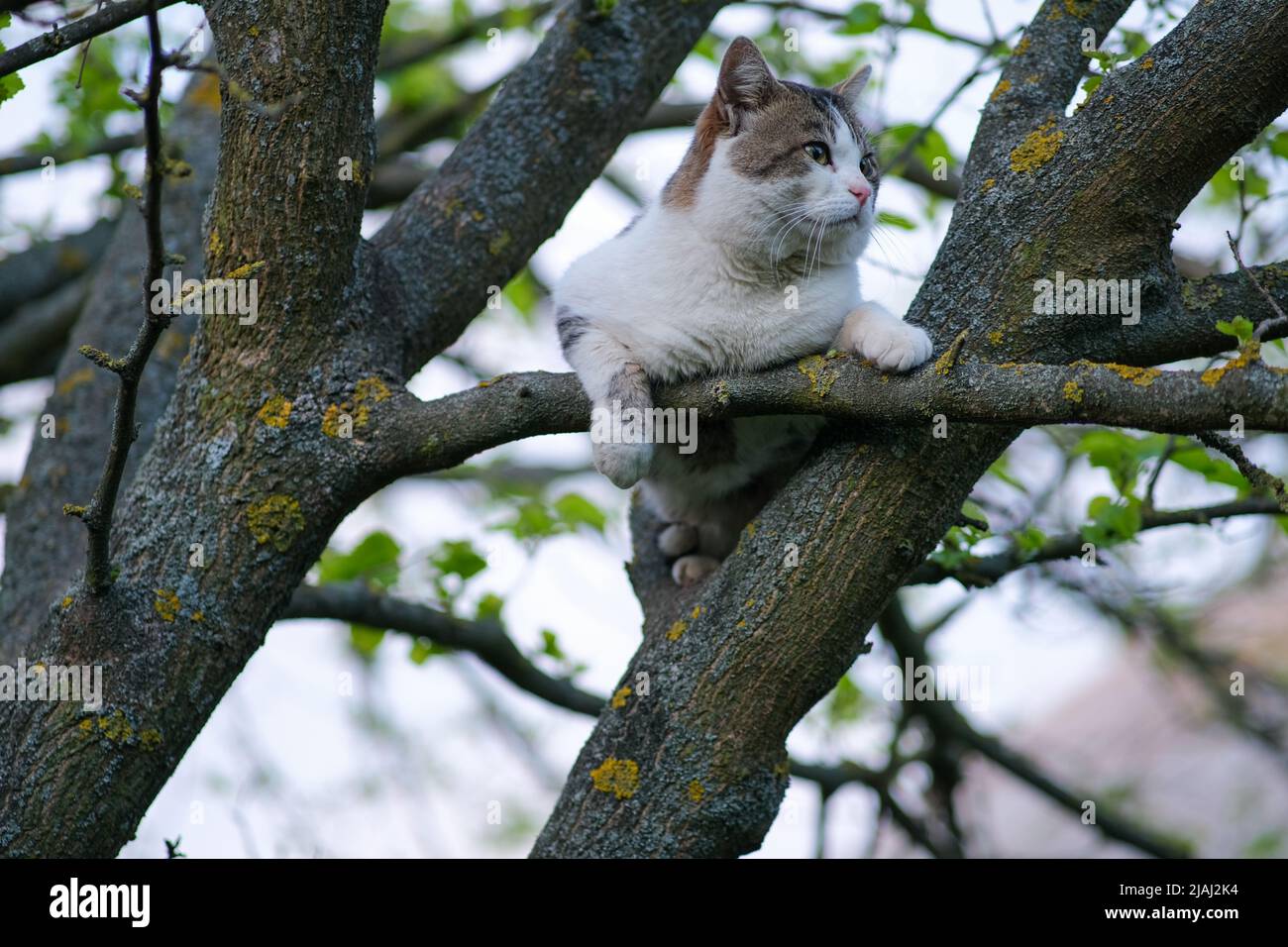 Le chat est assis sur un arbre. Banque D'Images