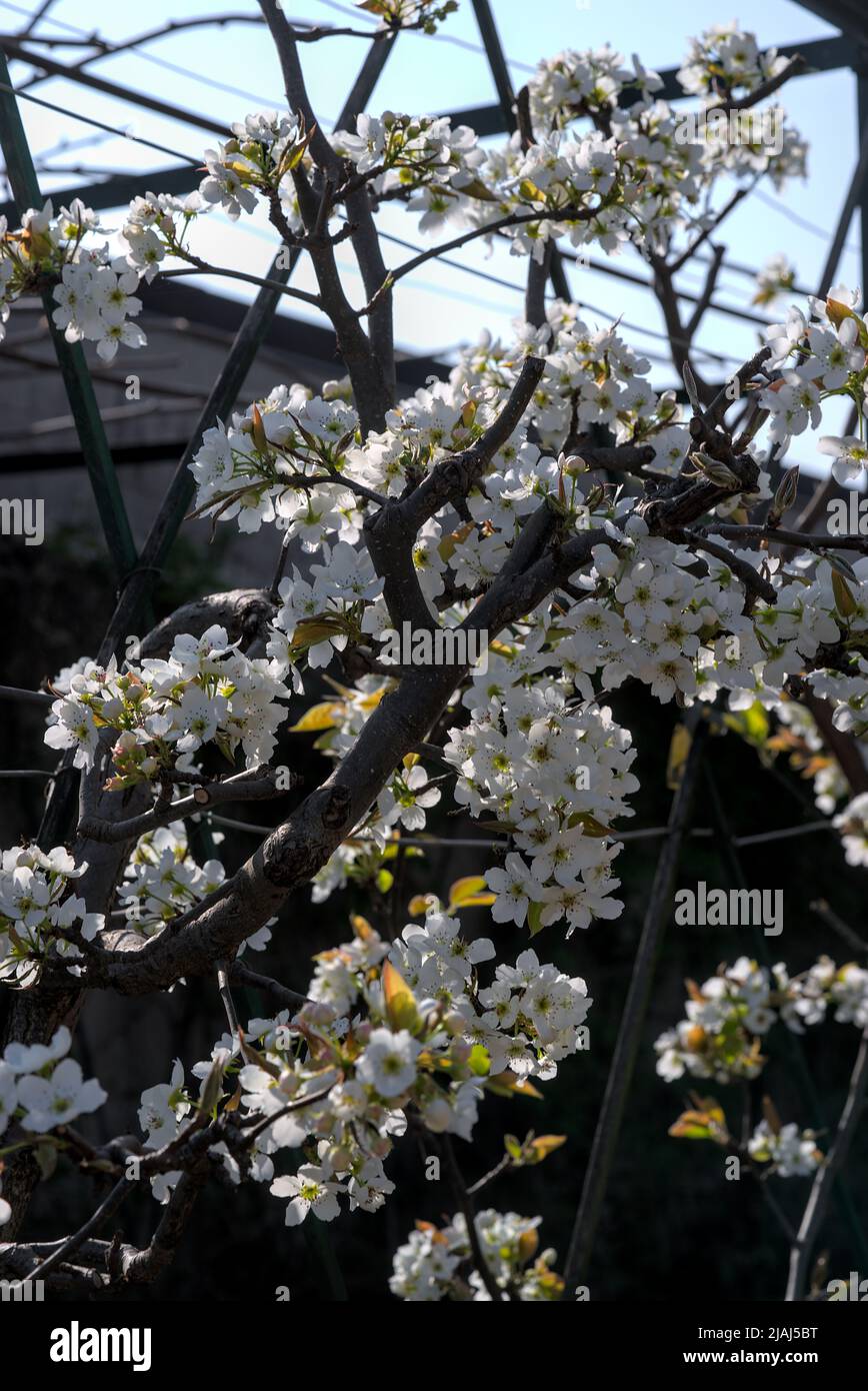 branche de cerisiers en fleurs blanches au printemps Banque D'Images