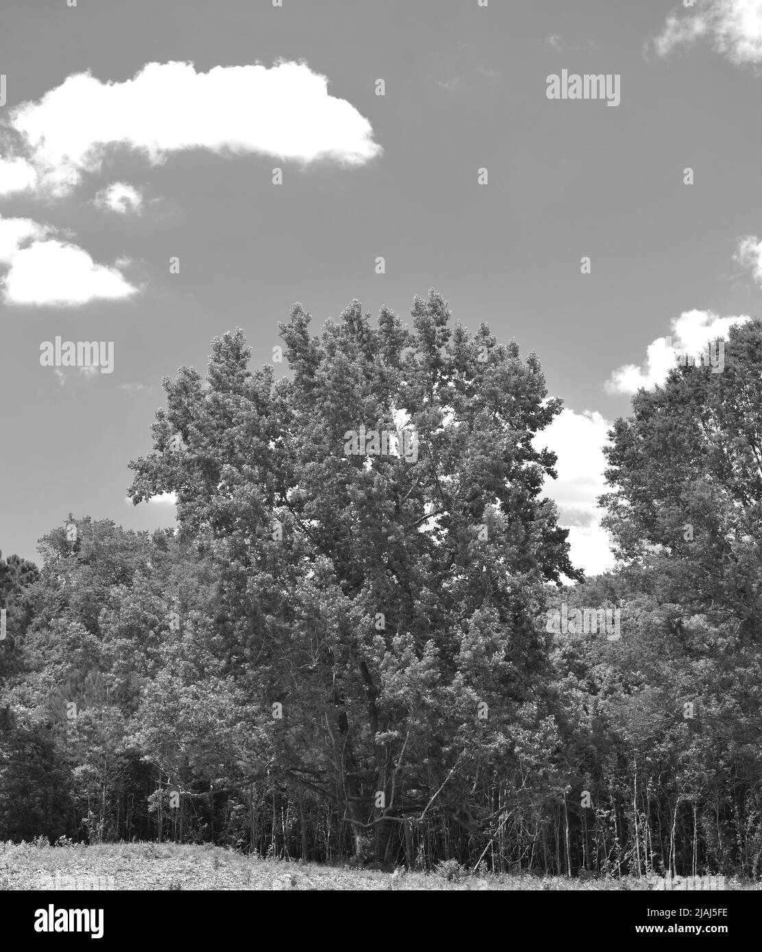 Le Old Oak Tree. Banque D'Images