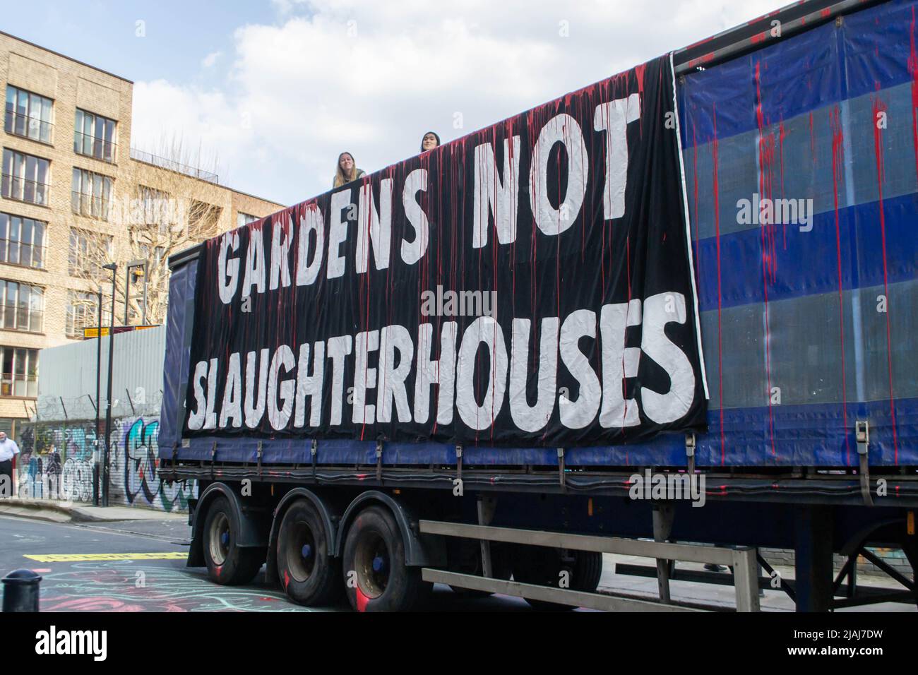 HACKNEY, LONDRES, ANGLETERRE- 23 mars 2022 : des manifestants de la rébellion des animaux se sont assis au-dessus d'un camion quittant l'abattoir de Kedassia à Hackney Banque D'Images