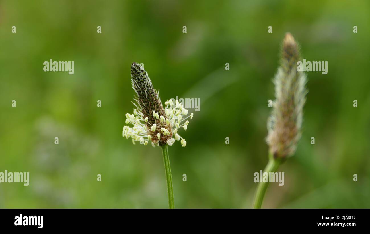 Plantain de Ribwort (Plantago lanceolata), également connu sous le nom de brochettes, feuille de poumon ou langue de serpent Banque D'Images