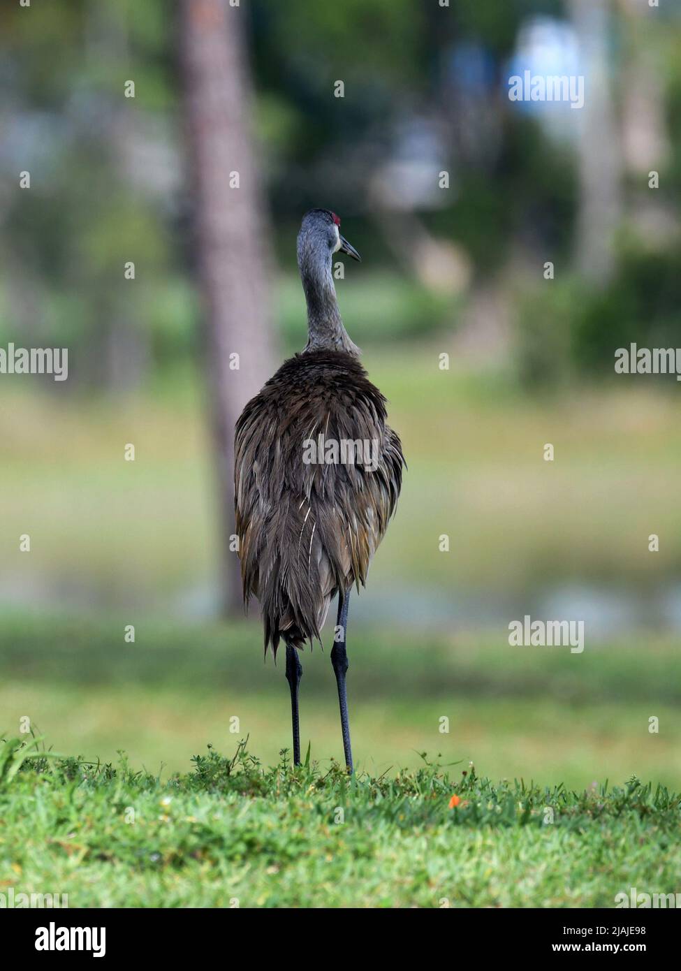 Grue Lone Sandhill Banque D'Images