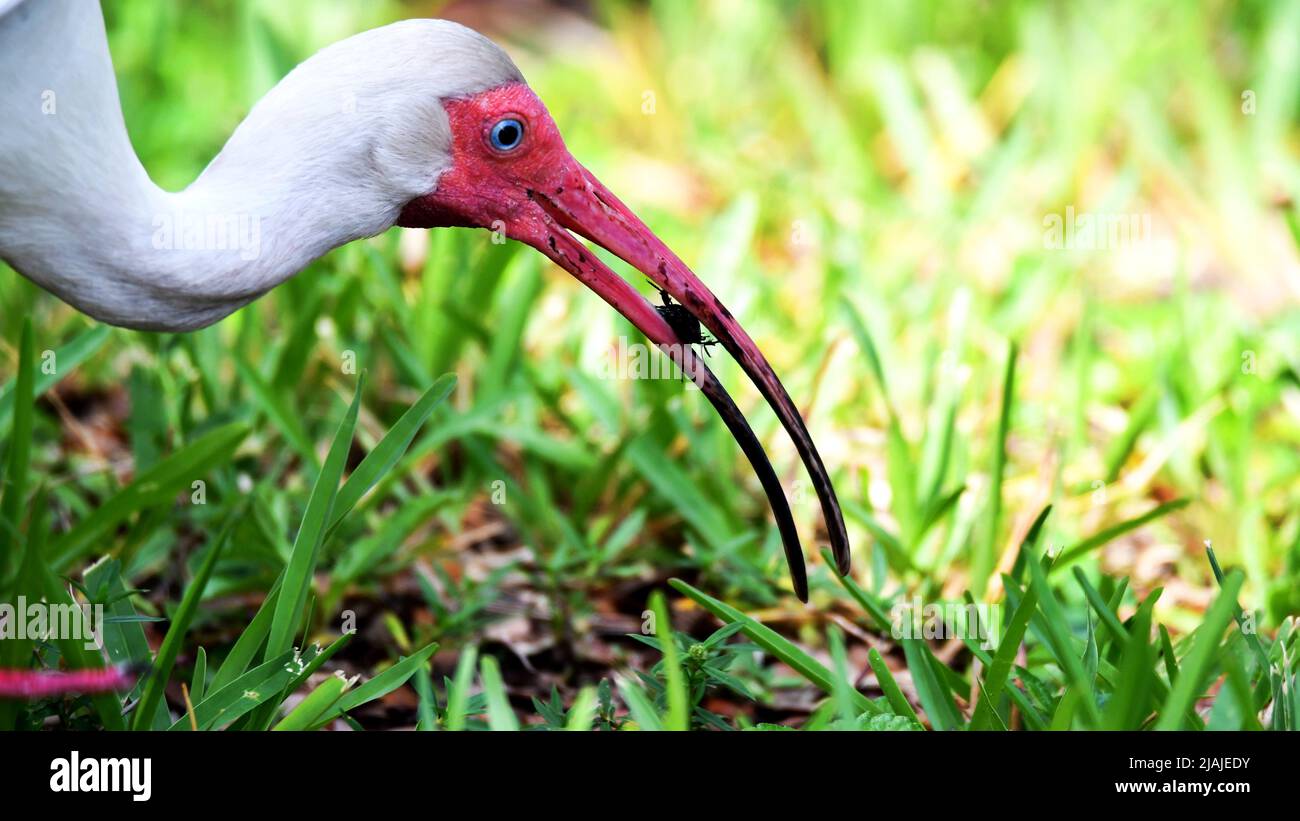 Blanc Ibis Eating Beetle Banque D'Images