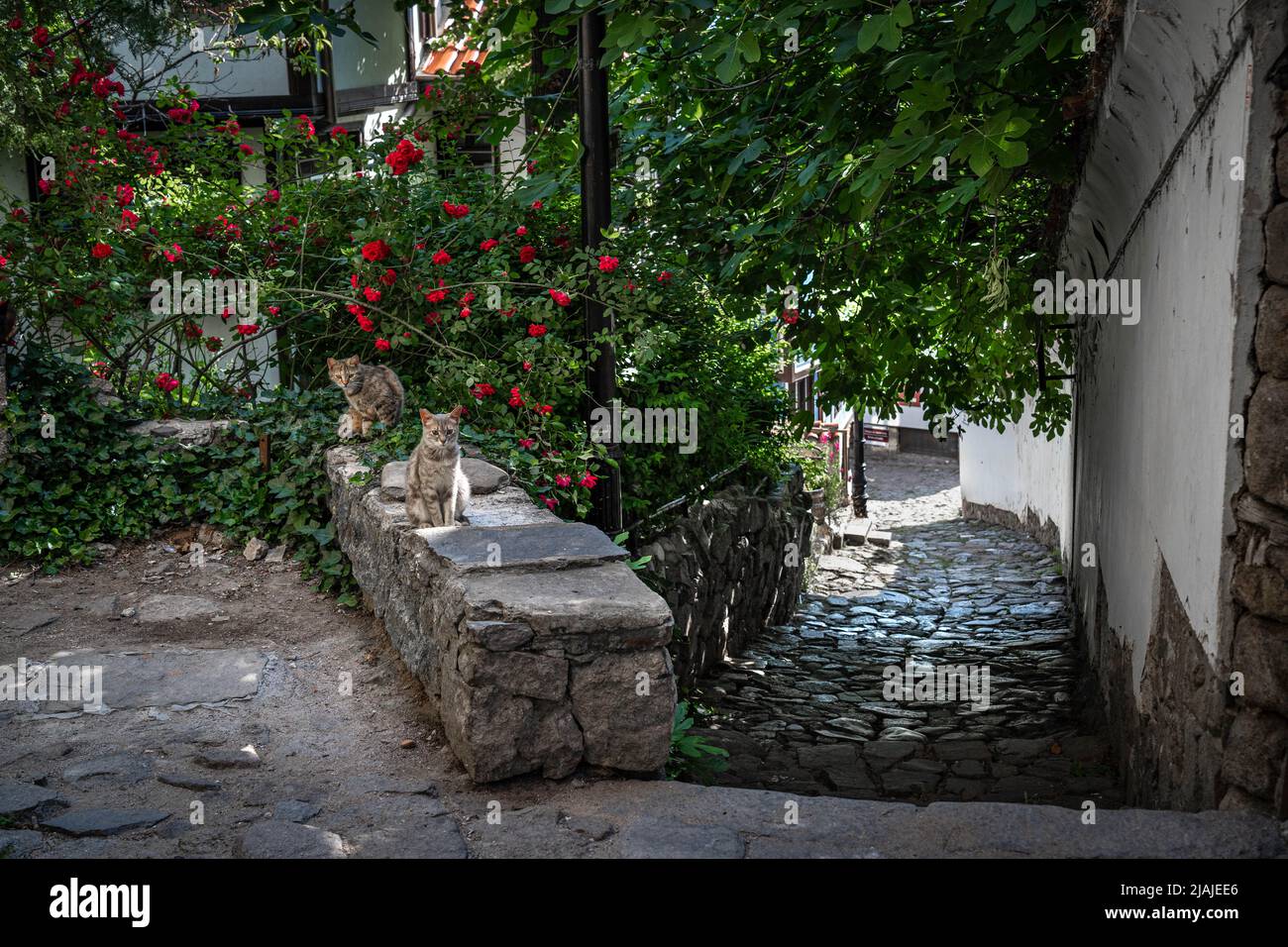 Plovdiv, Bulgarie - 22.05.2022: Rues étroites de la vieille ville de Plovdiv, ombradées d'arbres et de buissons de roses avec deux chats errants assis calmement sur t Banque D'Images