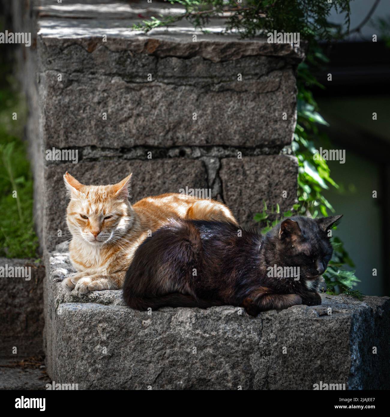 Deux chats errants - un chat noir à l'avant, un chat à tabby jaune derrière lui - se pontent calmement dans des directions opposées sur la clôture en pierre à la rue de l'ancien Banque D'Images