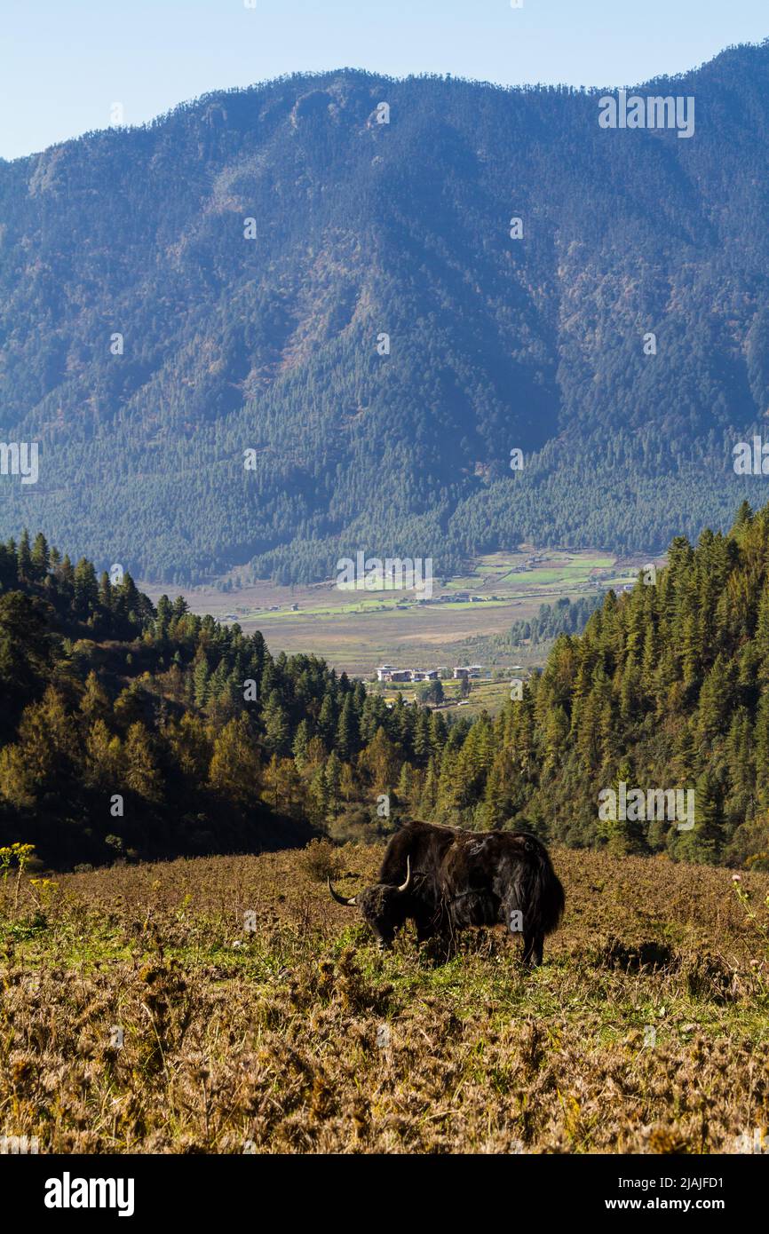 Seul un yak broute sur la colline en face de la vallée de Phobjuka rural au Bhoutan Banque D'Images