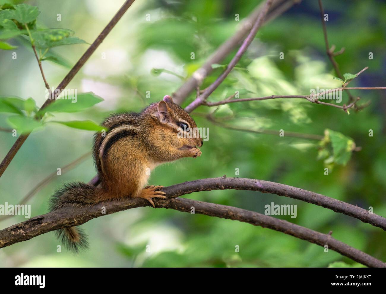 Chipmunk manger un écrou dans les bois du Nord de Central Park, New York Banque D'Images