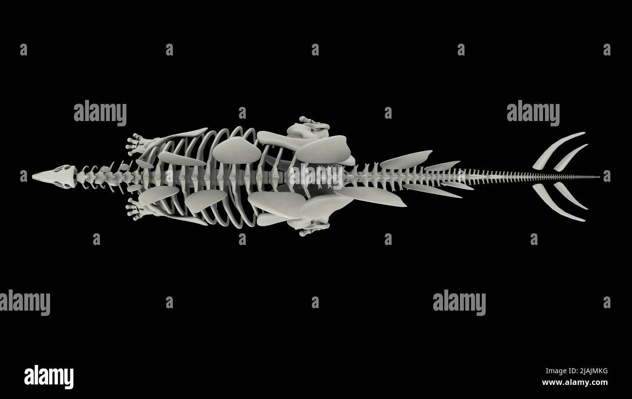 Système squelettique de Stegosaurus, vue de dessus. Banque D'Images