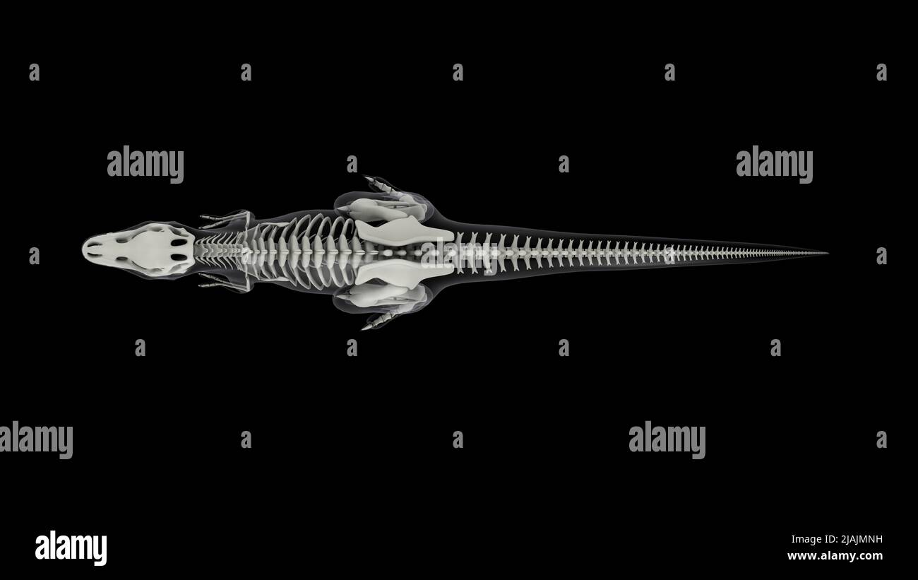 Système squelettique de Tyrannosaurus rex, vue de dessus. Banque D'Images