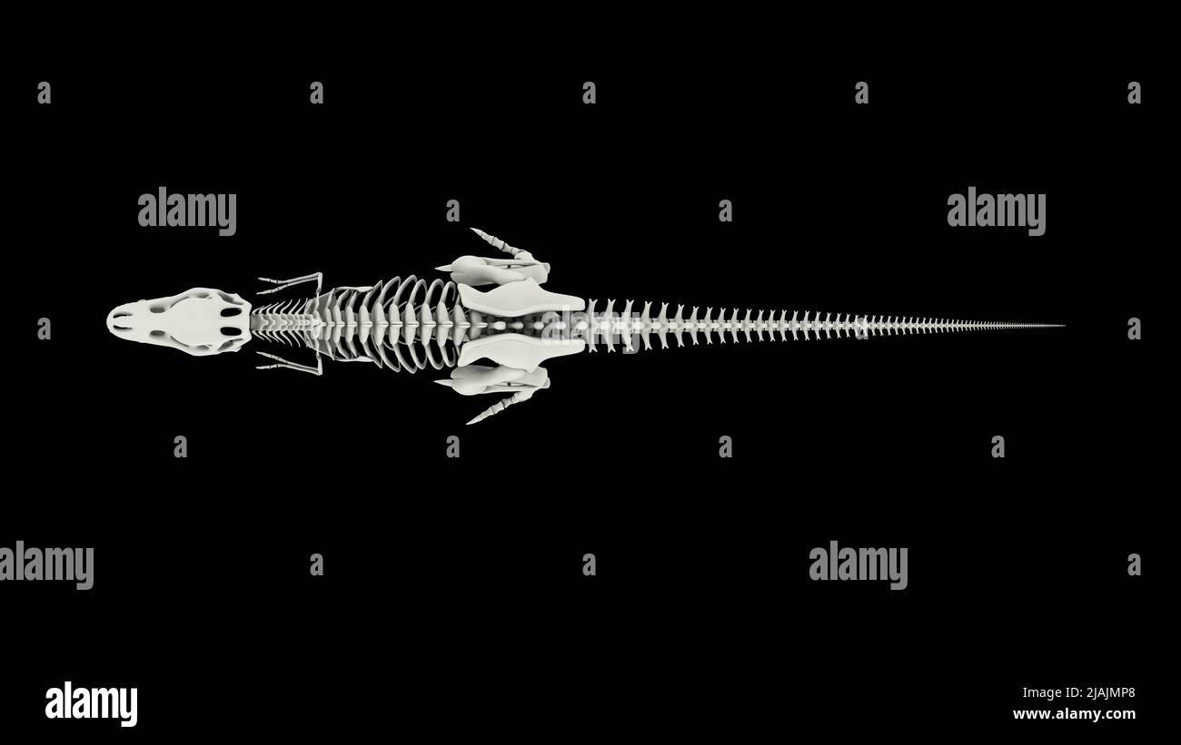 Système squelettique de Tyrannosaurus rex, vue de dessus. Banque D'Images