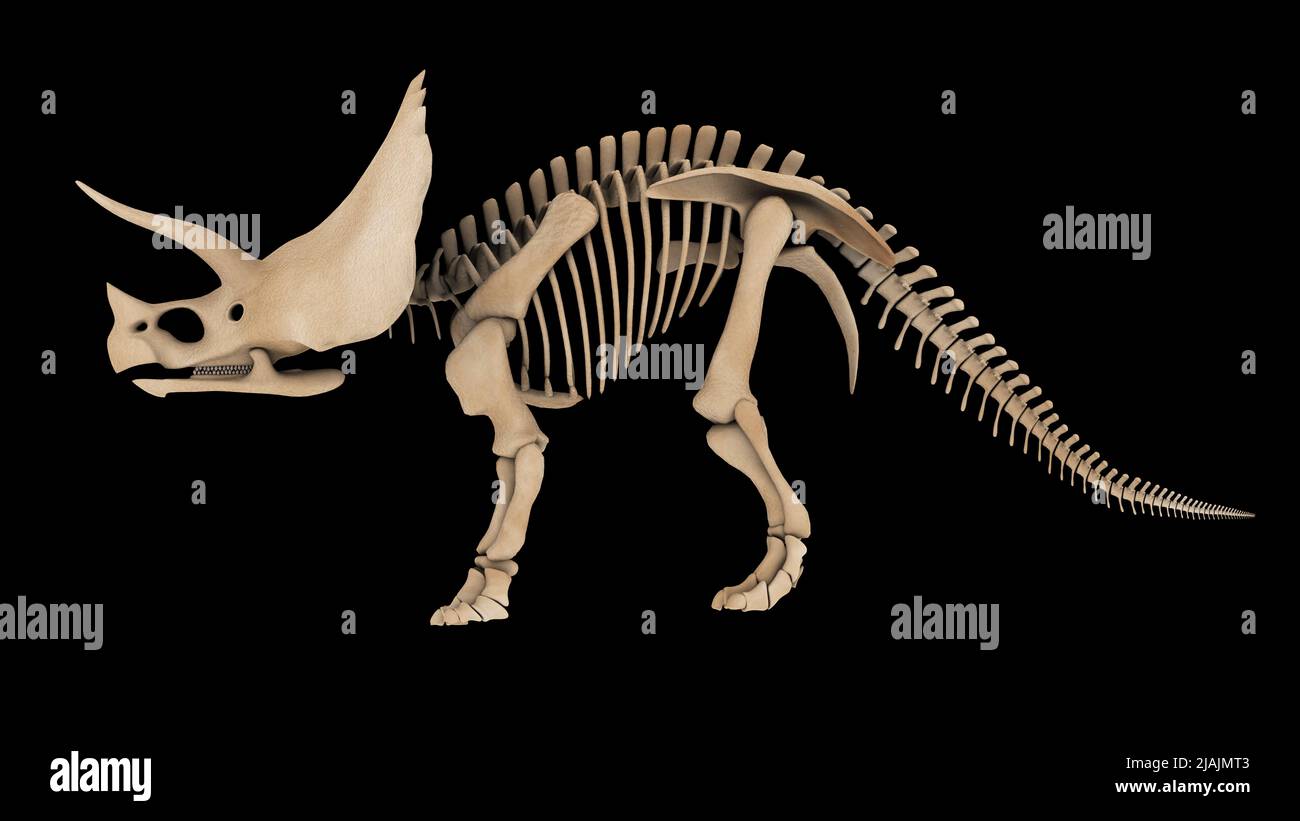 Système squelettique d'un dinosaure de Triceratops, vue latérale. Banque D'Images
