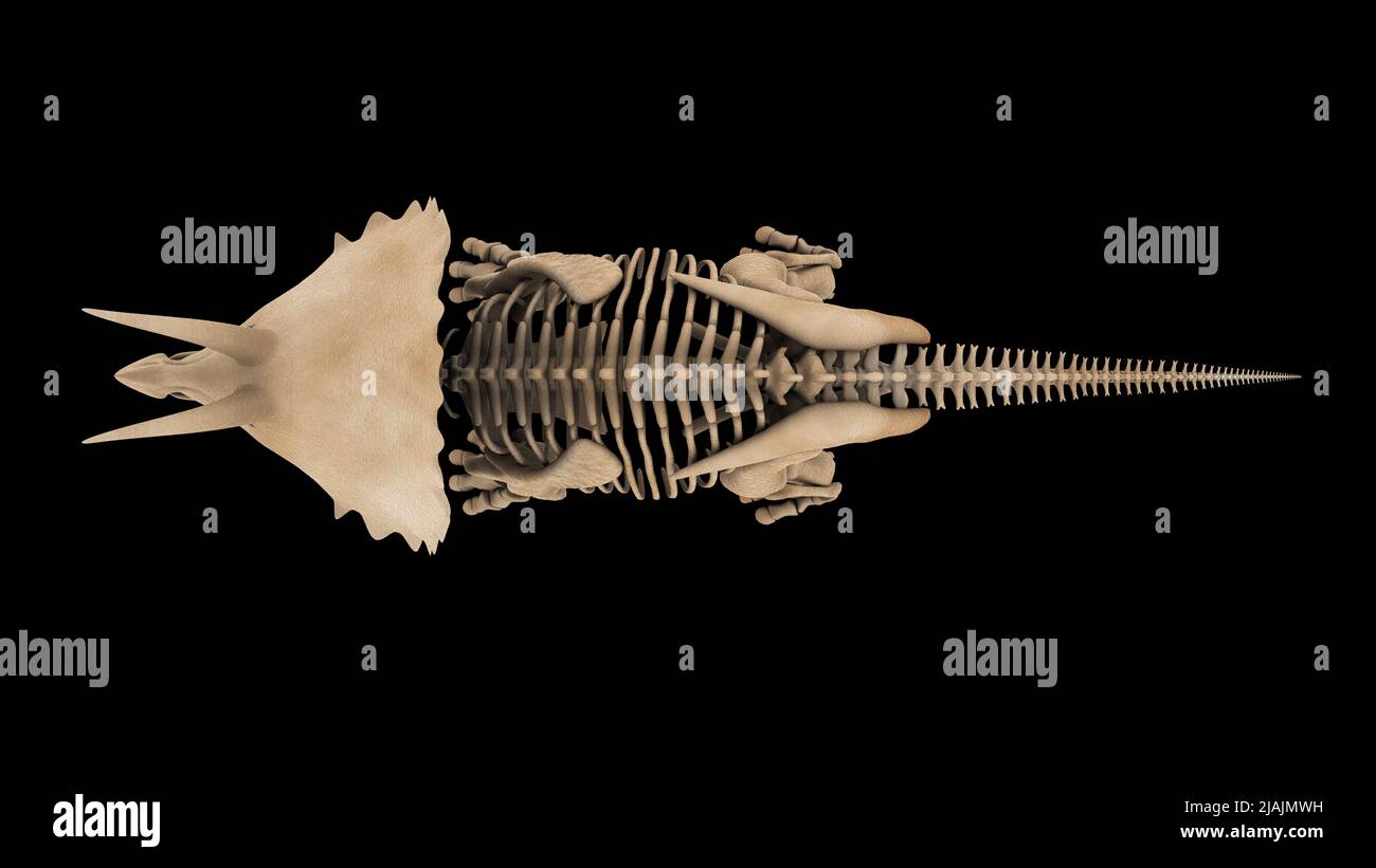 Système squelettique d'un dinosaure de Triceratops, vue de dessus. Banque D'Images