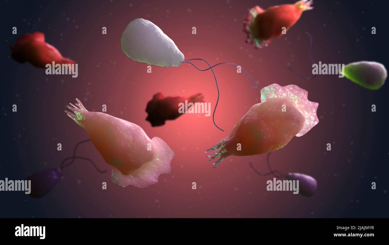 Illustration conceptuelle de la méningiencéphalite amoebic primaire, également connue sous le nom de Naegleriasis. Banque D'Images
