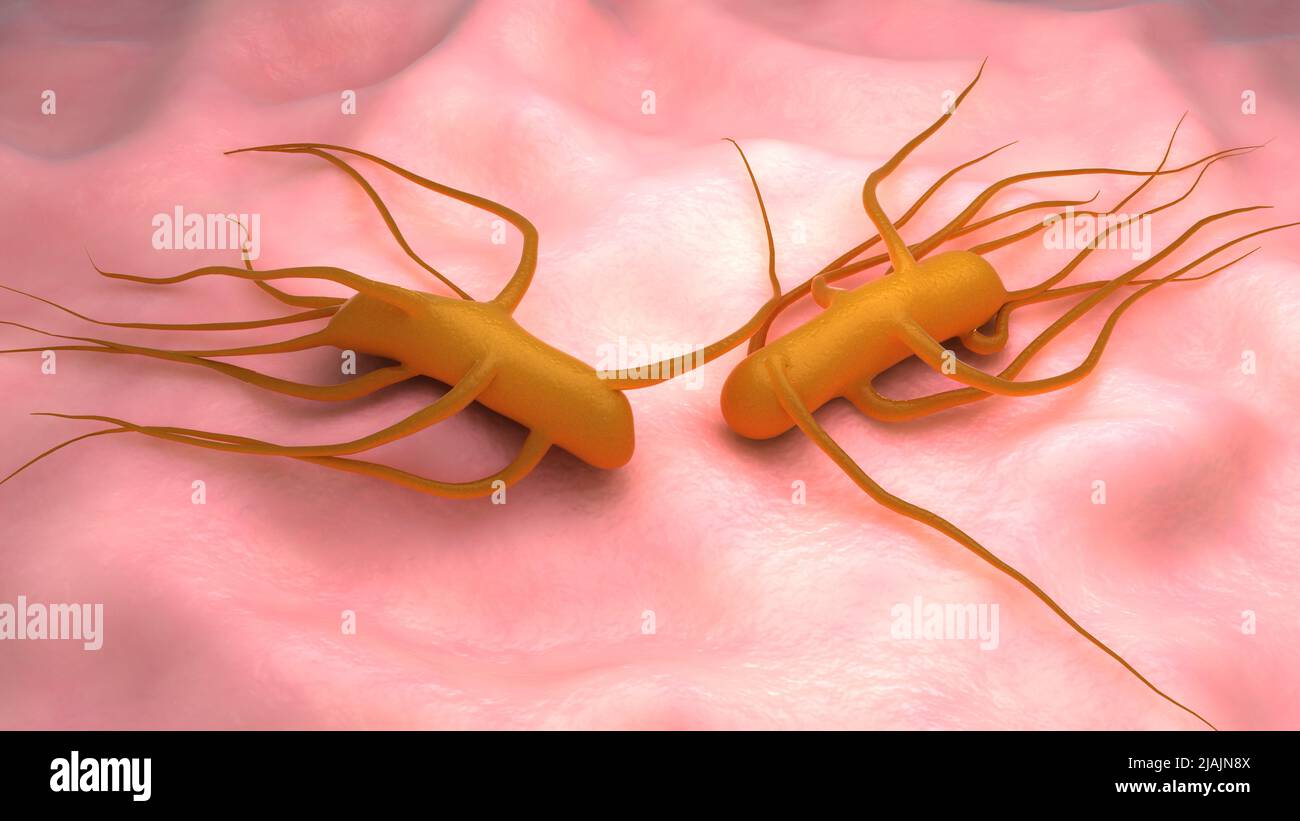 Illustration biomédicale conceptuelle de la bactérie Salmonella Typhi, qui cause la fièvre typhoïde. Banque D'Images