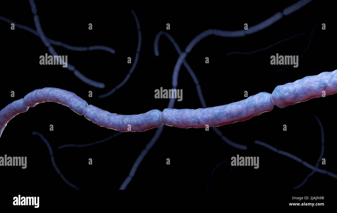 Illustration biomédicale conceptuelle de la bactérie Streptobacillus moniliformis, sur fond noir. Banque D'Images