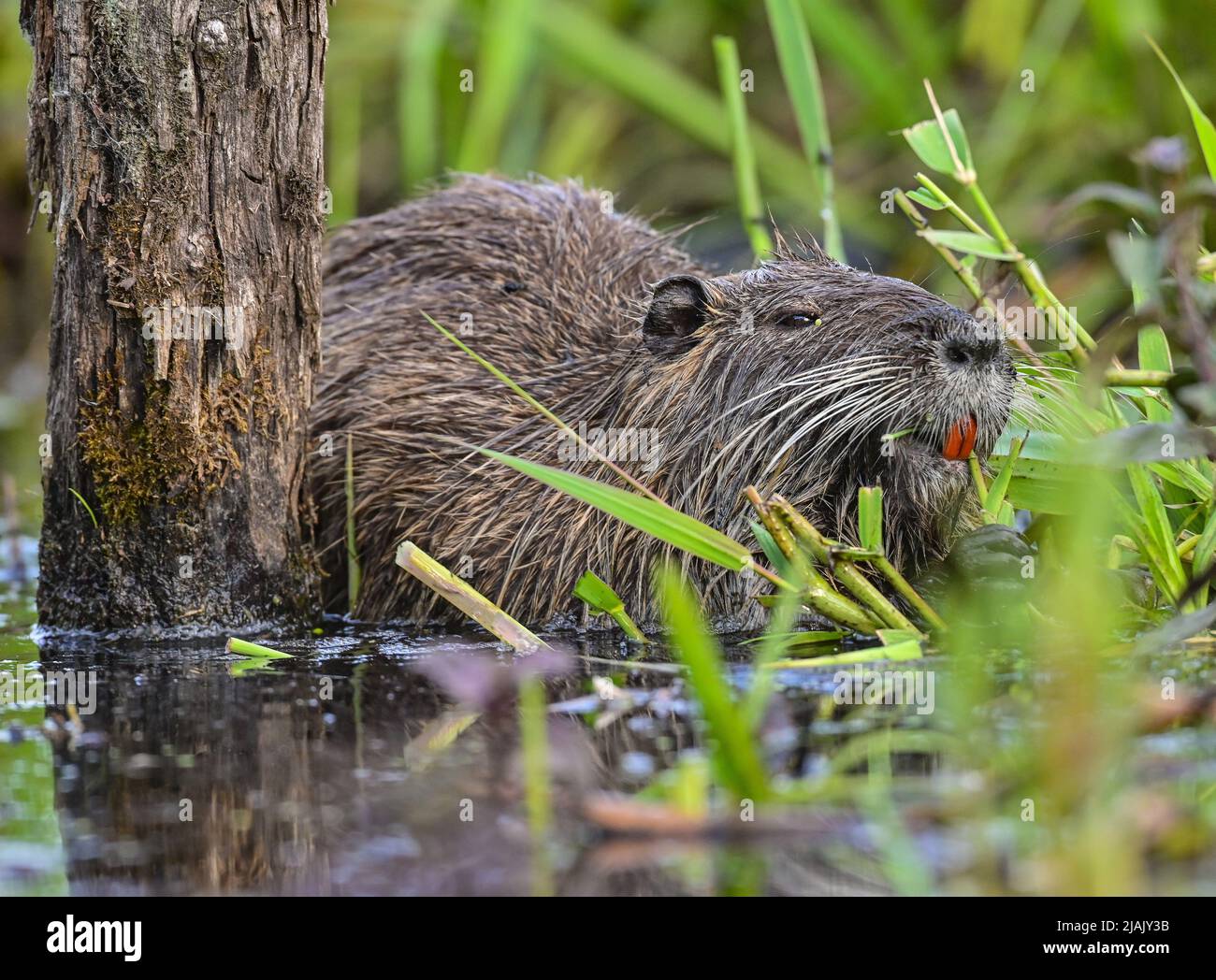 29 mai 2022, Brandebourg, Fürstenwalde : un nutria (Myocastor coypus) mange des plantes aquatiques sur les rives de la Spree Fürstenwalder, une section de la rivière Spree d'environ 400 kilomètres de long. Le nutria est une espèce de rongeur originaire d'Amérique du Sud et naturalisée en Europe centrale; on l'appelle aussi le castor des marais. Photo: Patrick Pleul/dpa Banque D'Images